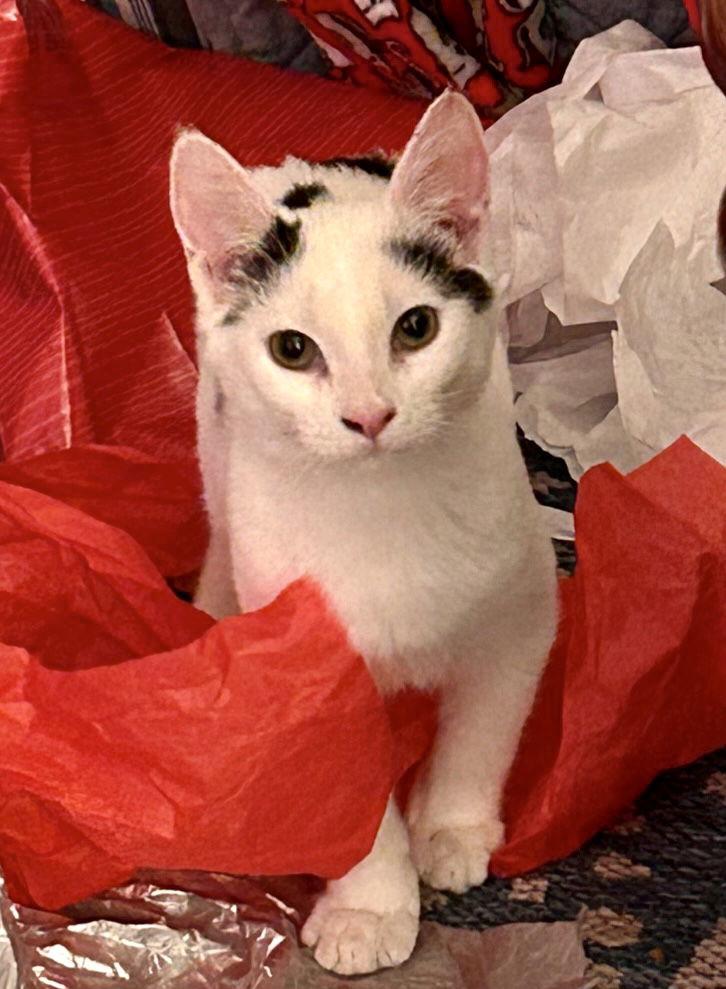 Fiona, Adoptable, Adult Female Domestic Short Hair.