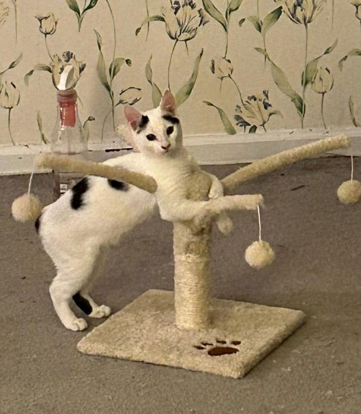 Fiona, a Adoptable Domestic Short Hair in Penndel, PA image 2/6