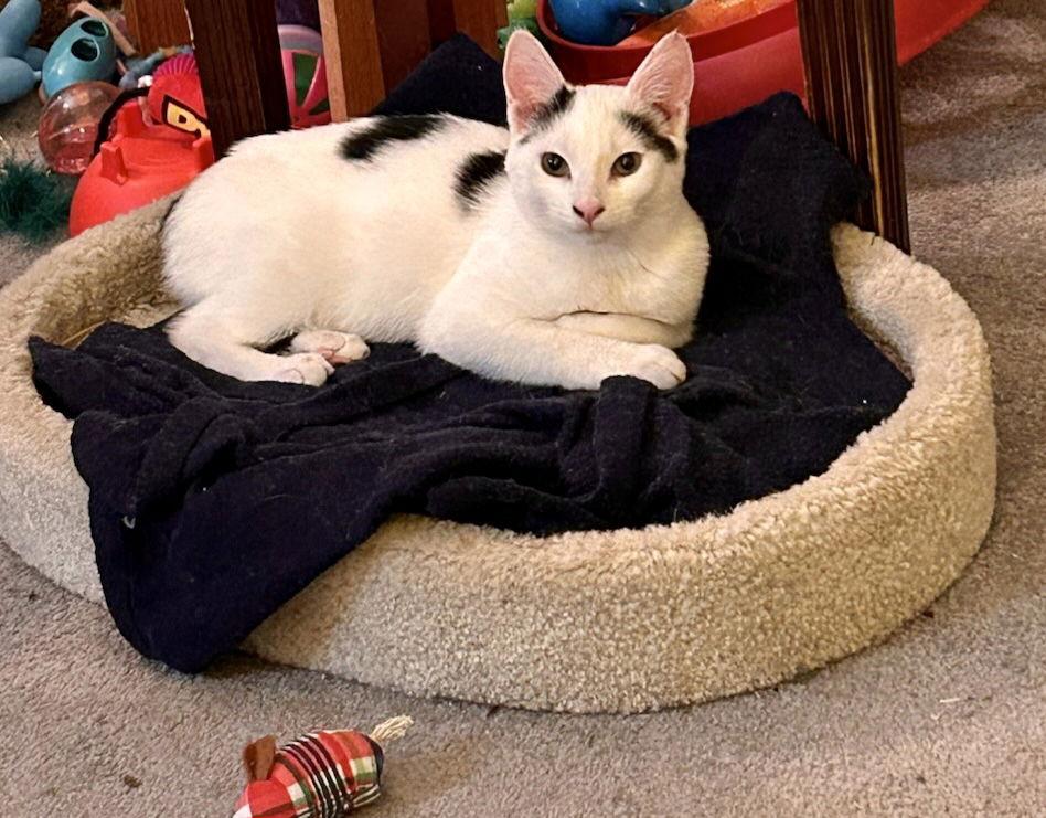 Fiona, a Adoptable Domestic Short Hair in Penndel, PA image 3/6