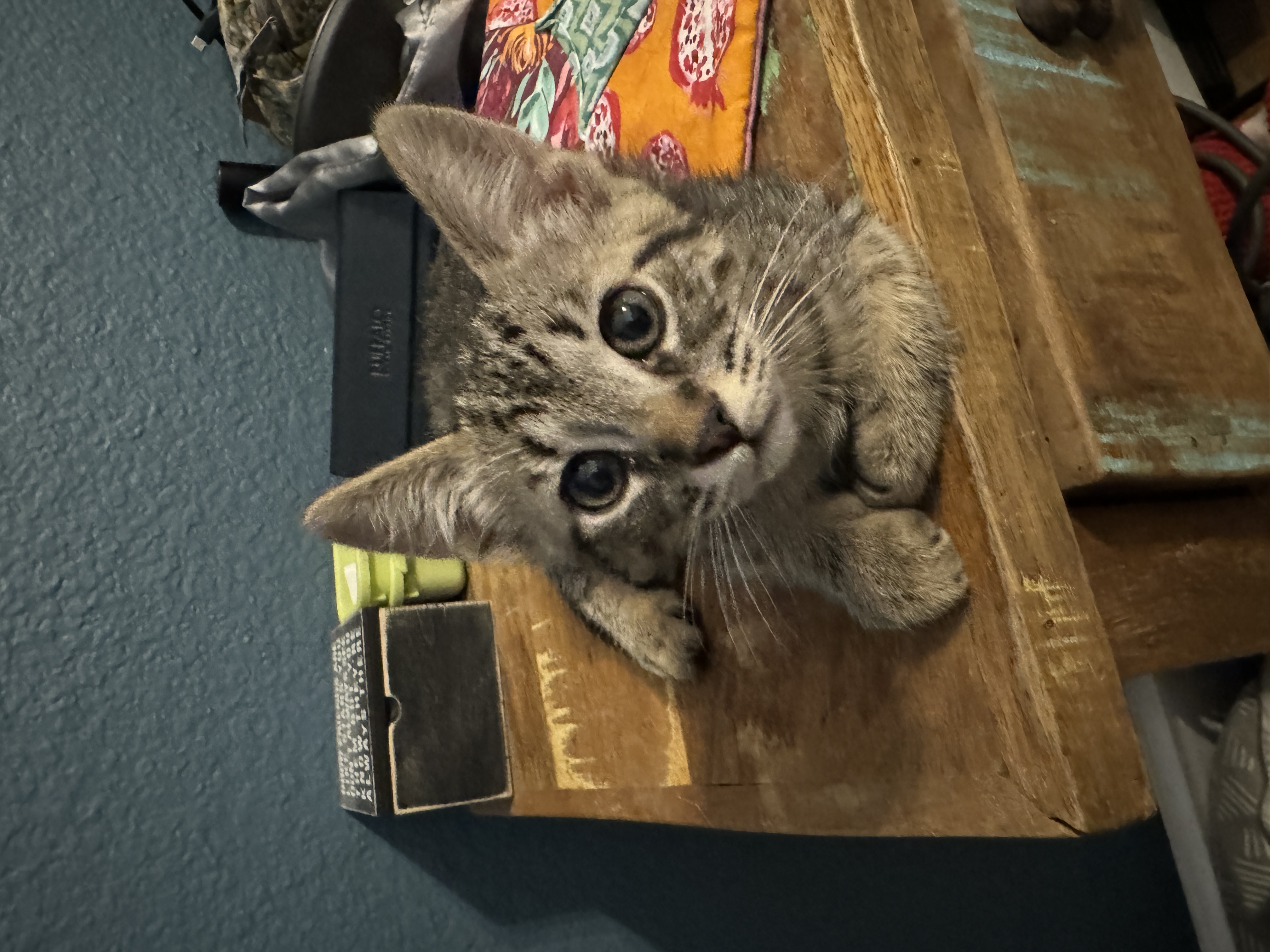 Chessie photo 4