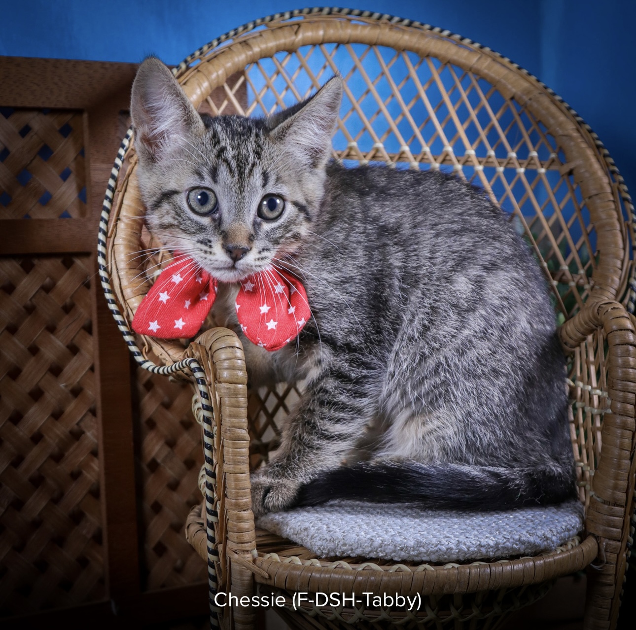 Chessie, Young Female unknown