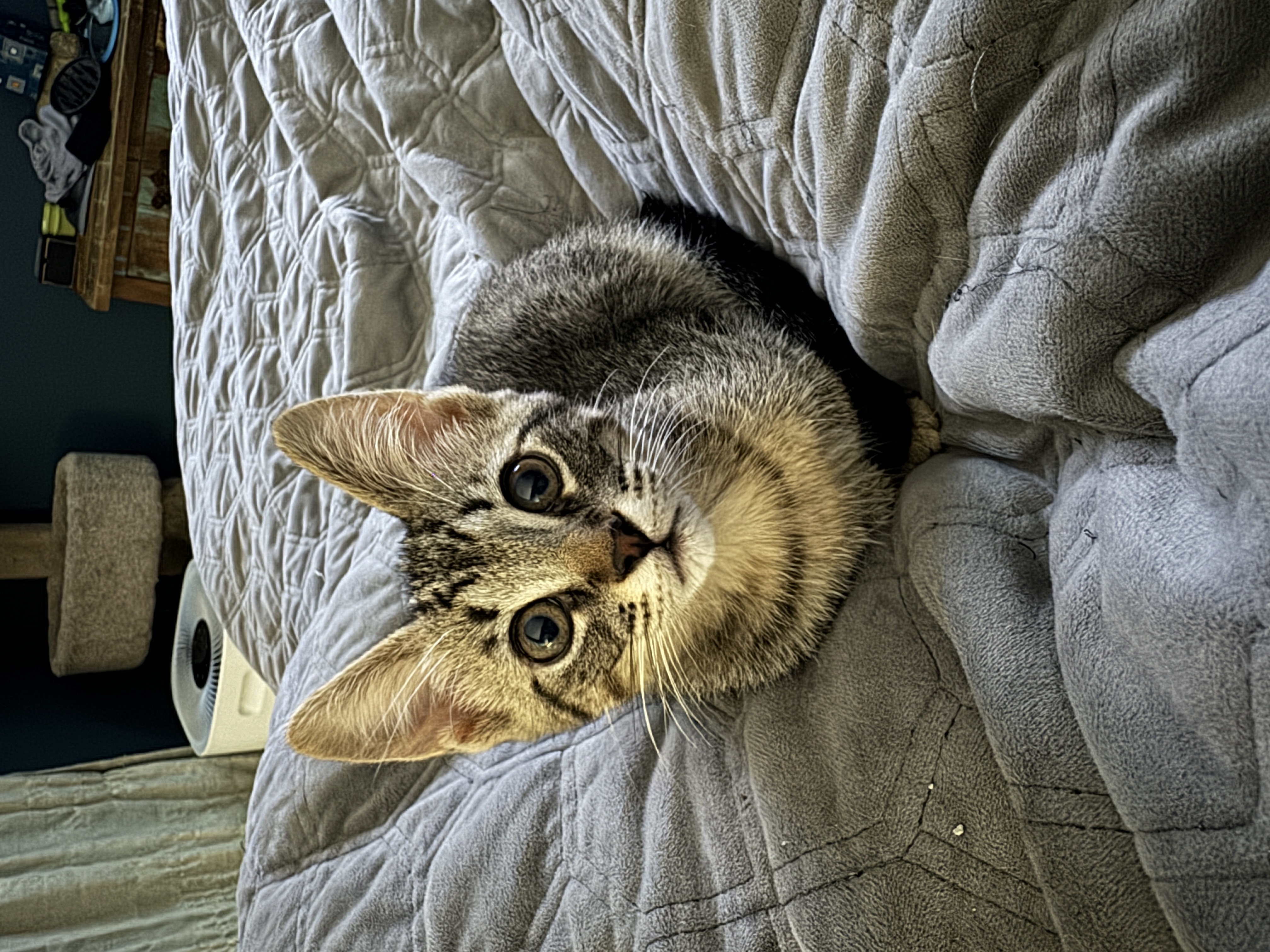Chessie photo 3