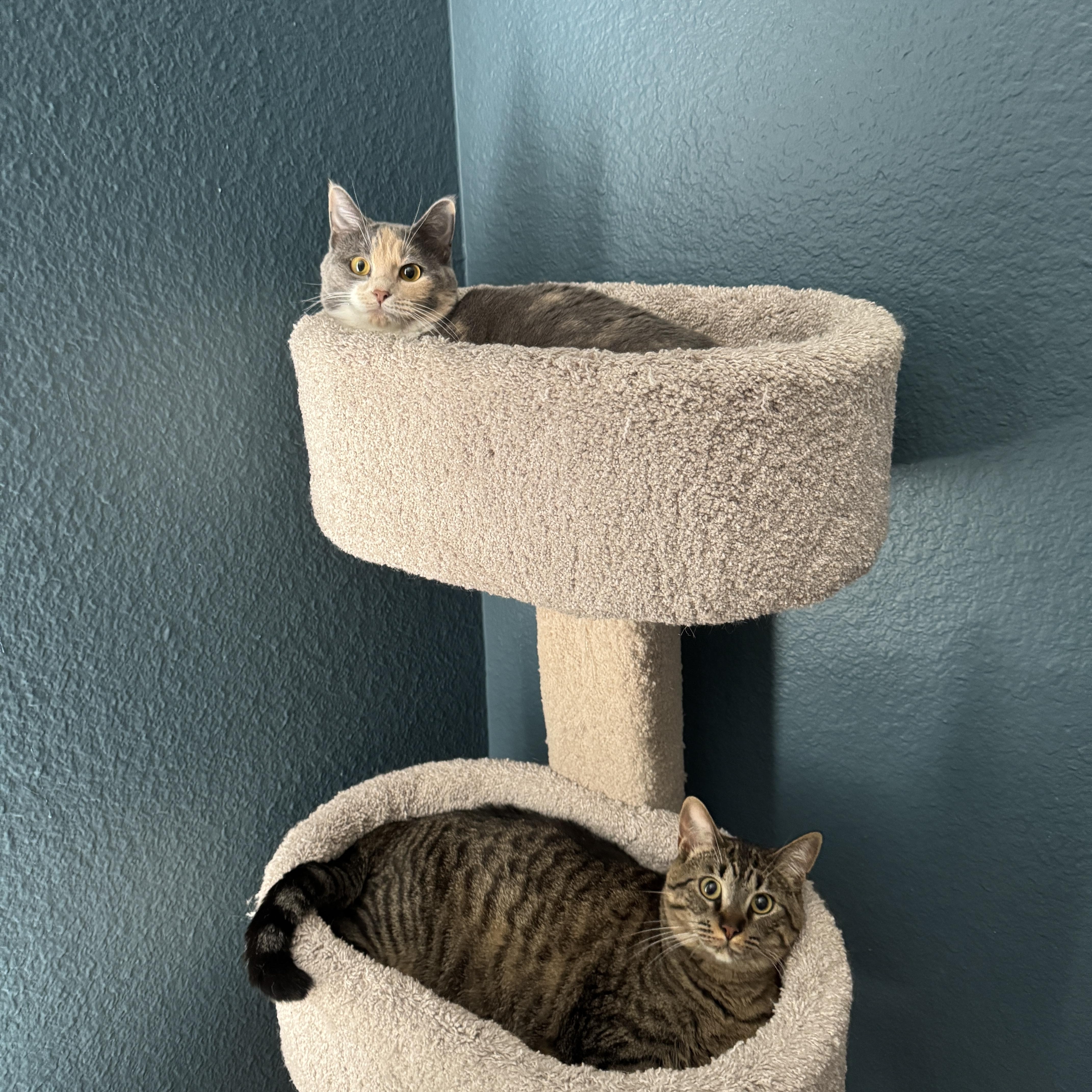 Chessie & Biscuit