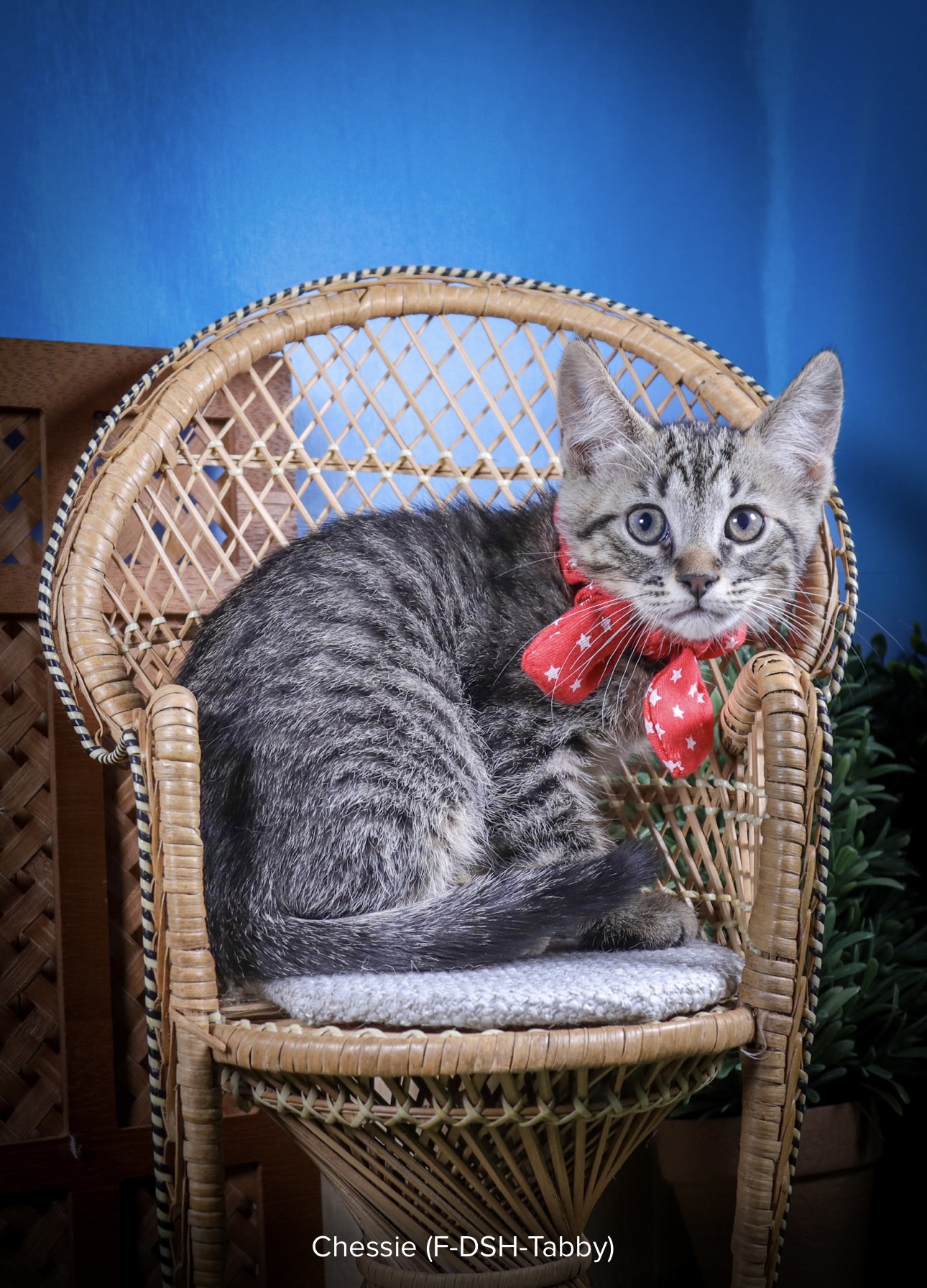 Chessie photo 5