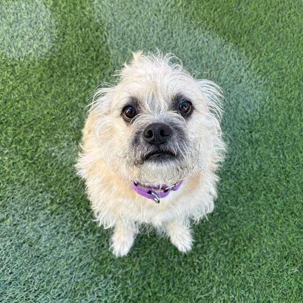 Enlarge Rocky, a Adoptable mixed breed in Tempe, AZ image 1/6