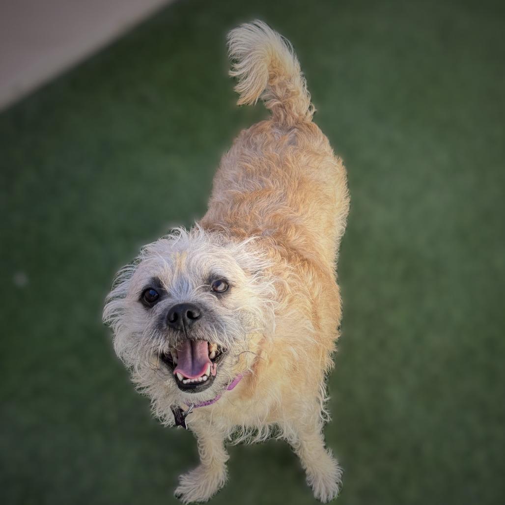 Enlarge Rocky, a Adoptable mixed breed in Tempe, AZ image 2/6