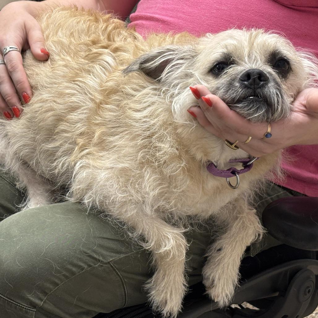 Enlarge Rocky, a Adoptable mixed breed in Tempe, AZ image 3/6