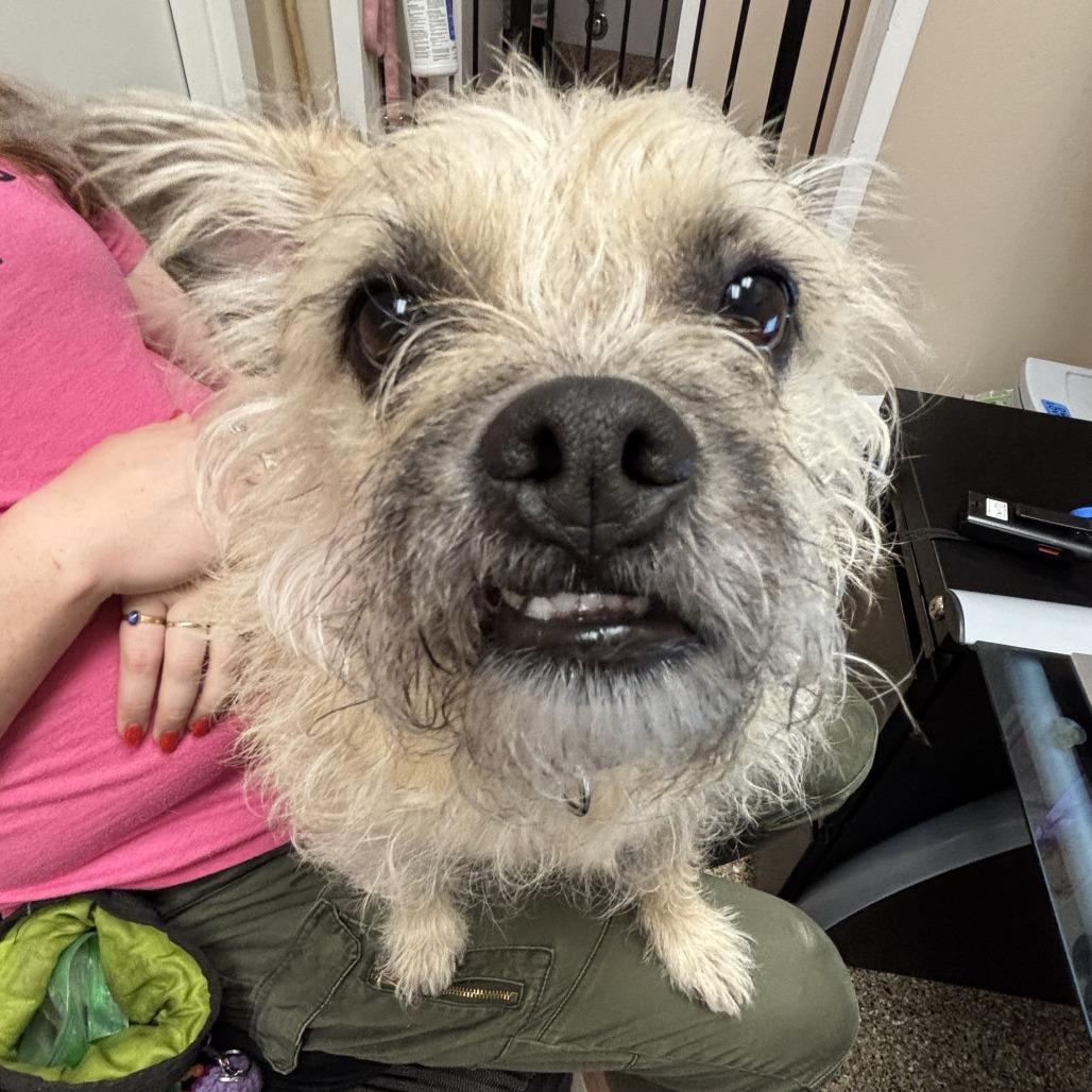 Enlarge Rocky, a Adoptable mixed breed in Tempe, AZ image 4/6