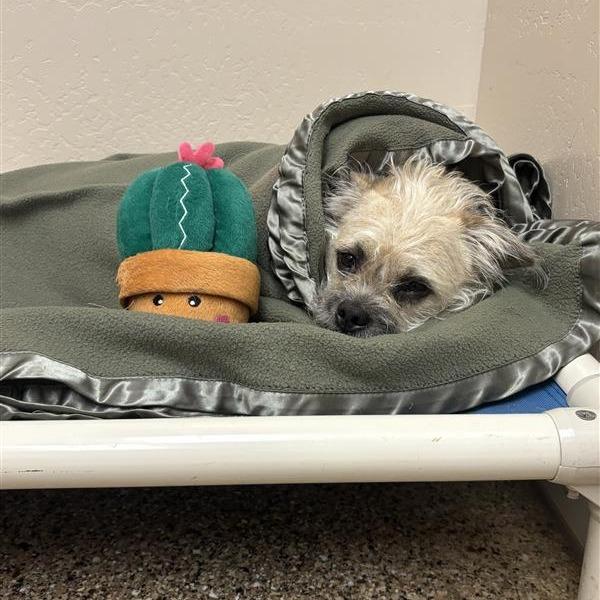 Enlarge Rocky, a Adoptable mixed breed in Tempe, AZ image 5/6