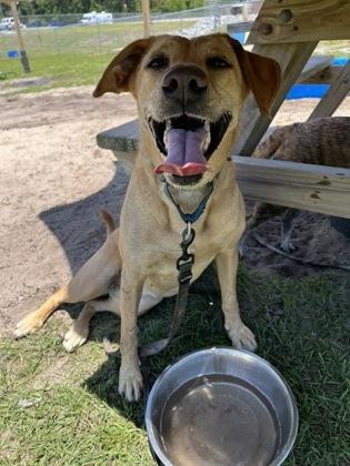 Lucky, Adoptable, Adult Female Labrador Retriever & Mixed Breed.