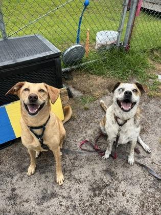 Enlarge Lucky, a Adoptable mixed breed in Manteo, NC image 2/3
