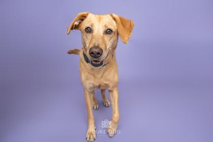 Enlarge Lucky, a Adoptable mixed breed in Manteo, NC image 3/3