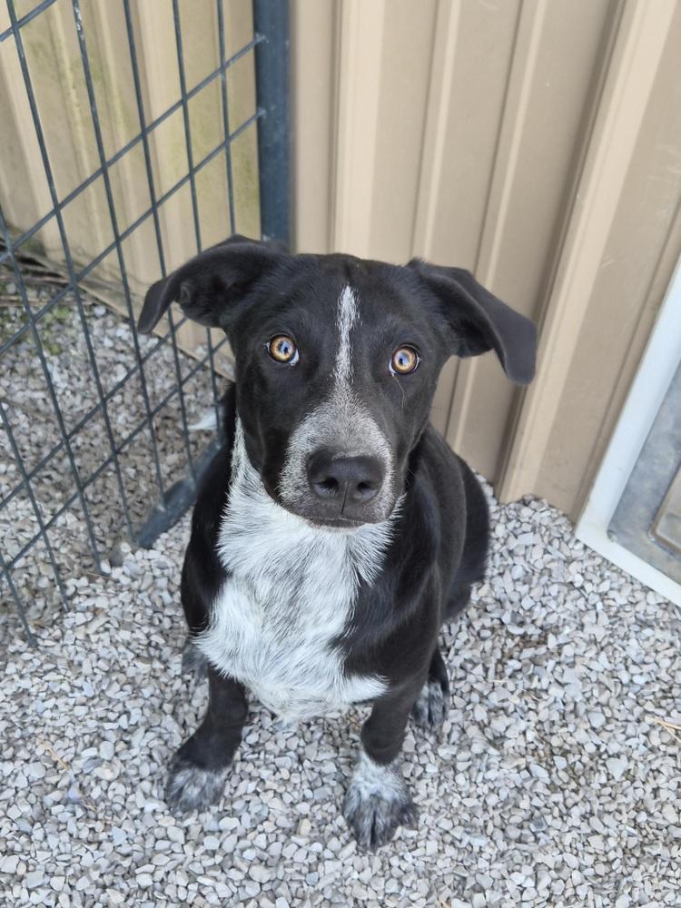 Resolve, Adoptable, Puppy Male Border Collie & Labrador Retriever.