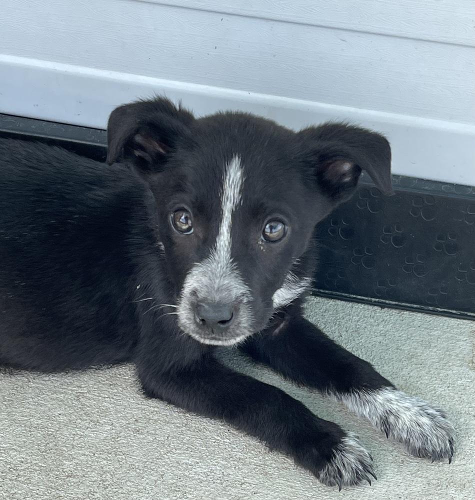 Resolve, a Adoptable mixed breed in Bolivar, MO image 2/5