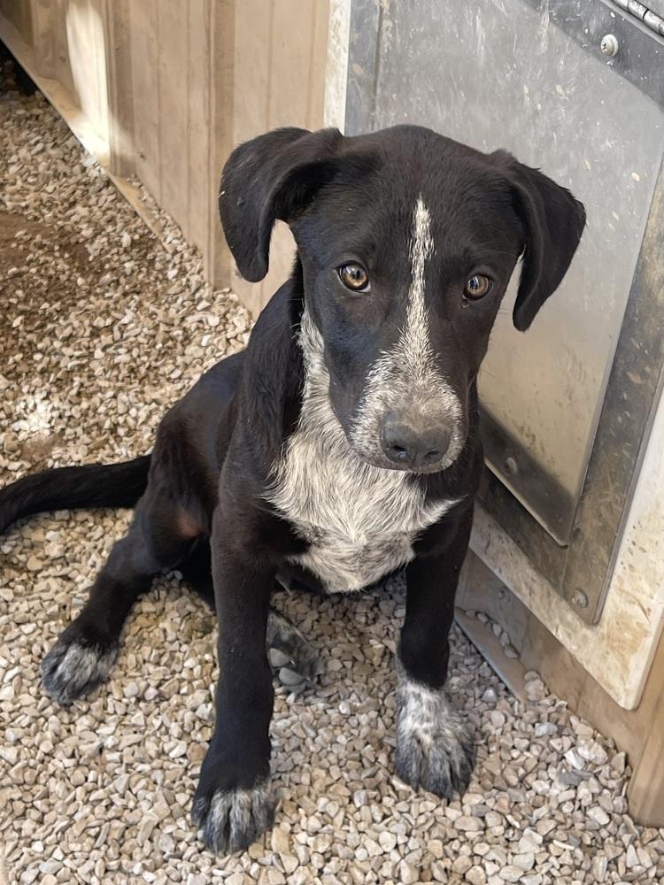 Resolve, a Adoptable mixed breed in Bolivar, MO image 3/5