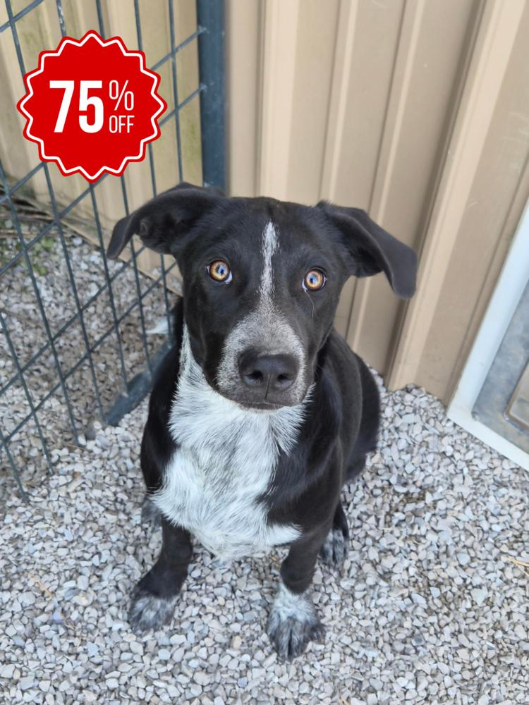 Resolve, a Adoptable mixed breed in Bolivar, MO image 5/5