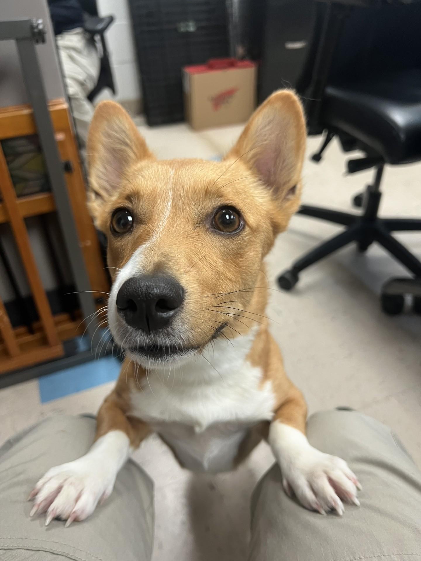 Petunia, a ADOPTABLE Cardigan Welsh Corgi in Ashland, VA image 1/5