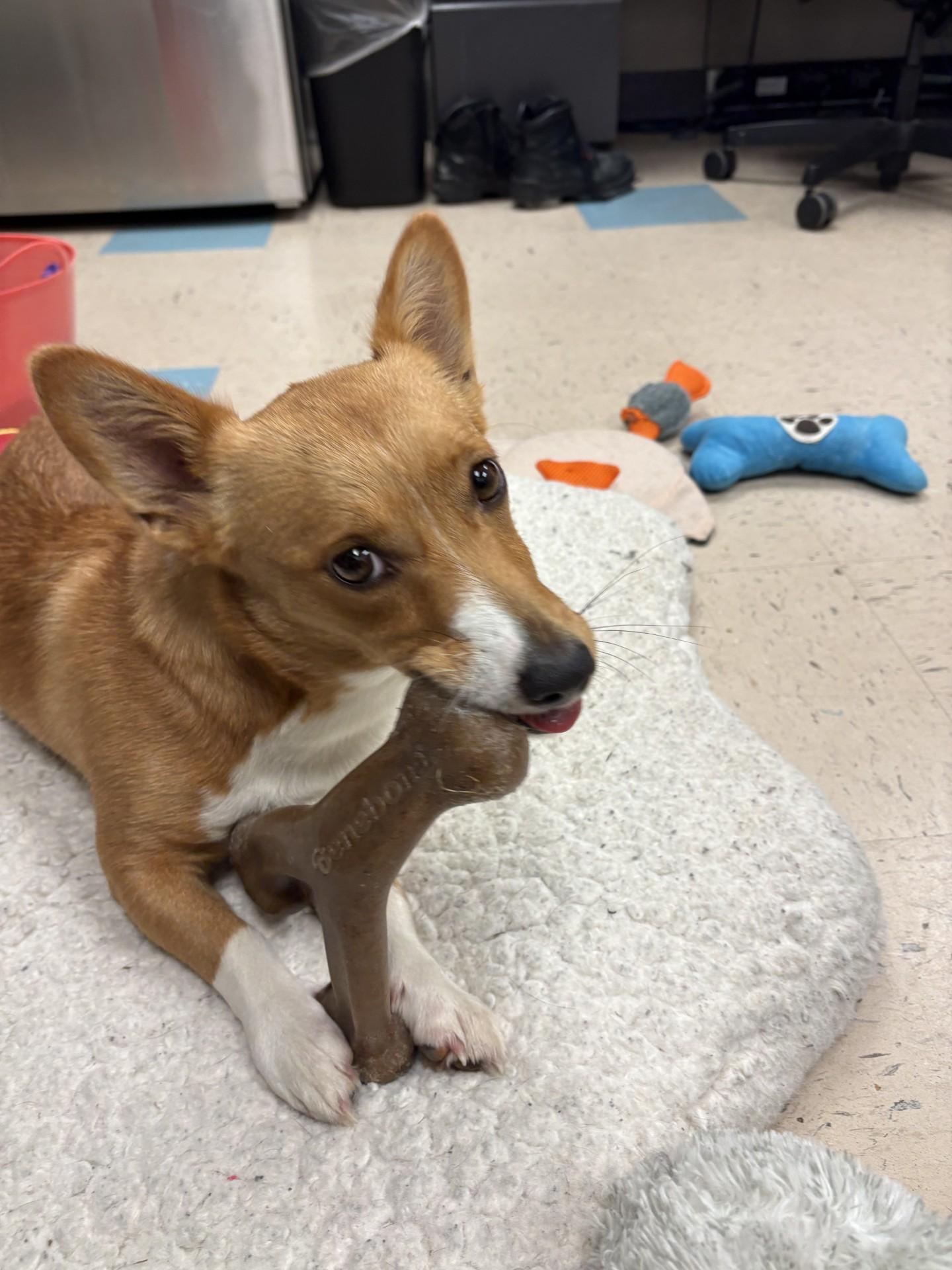 Petunia, a ADOPTABLE Cardigan Welsh Corgi in Ashland, VA image 2/5