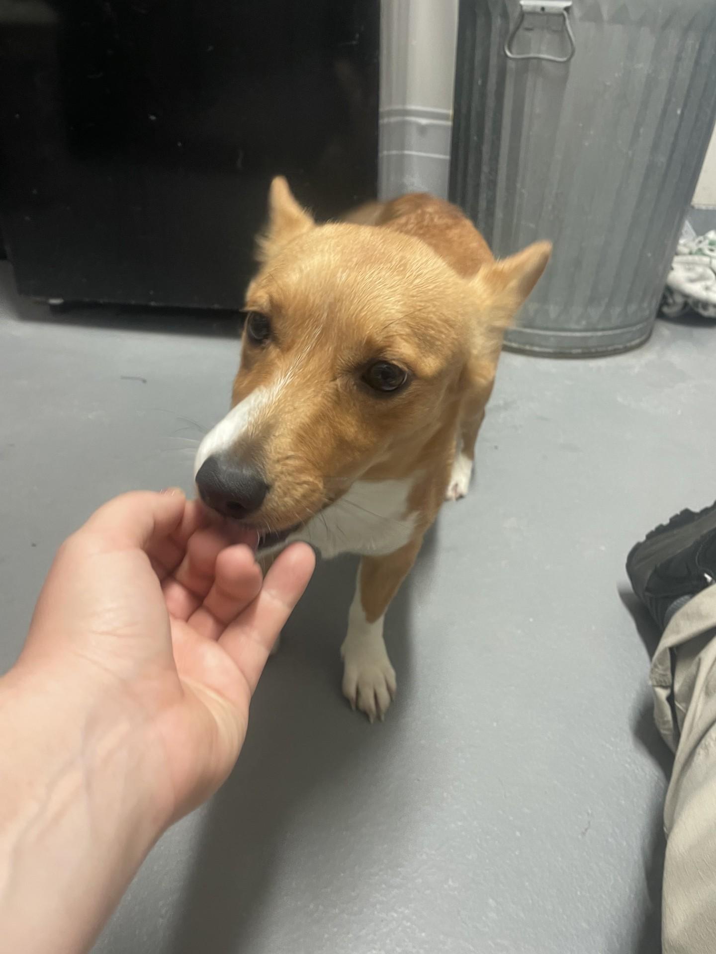 Petunia, a ADOPTABLE Cardigan Welsh Corgi in Ashland, VA image 4/5