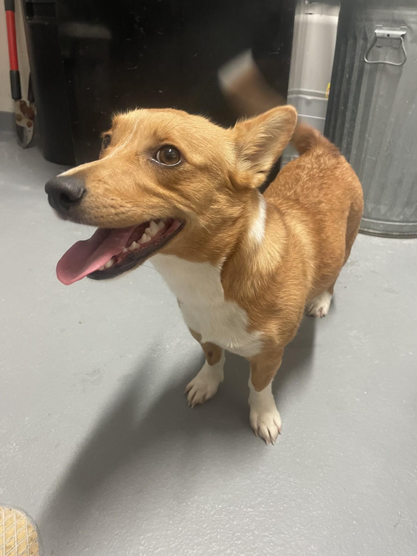 Petunia, a ADOPTABLE Cardigan Welsh Corgi in Ashland, VA image 3/5