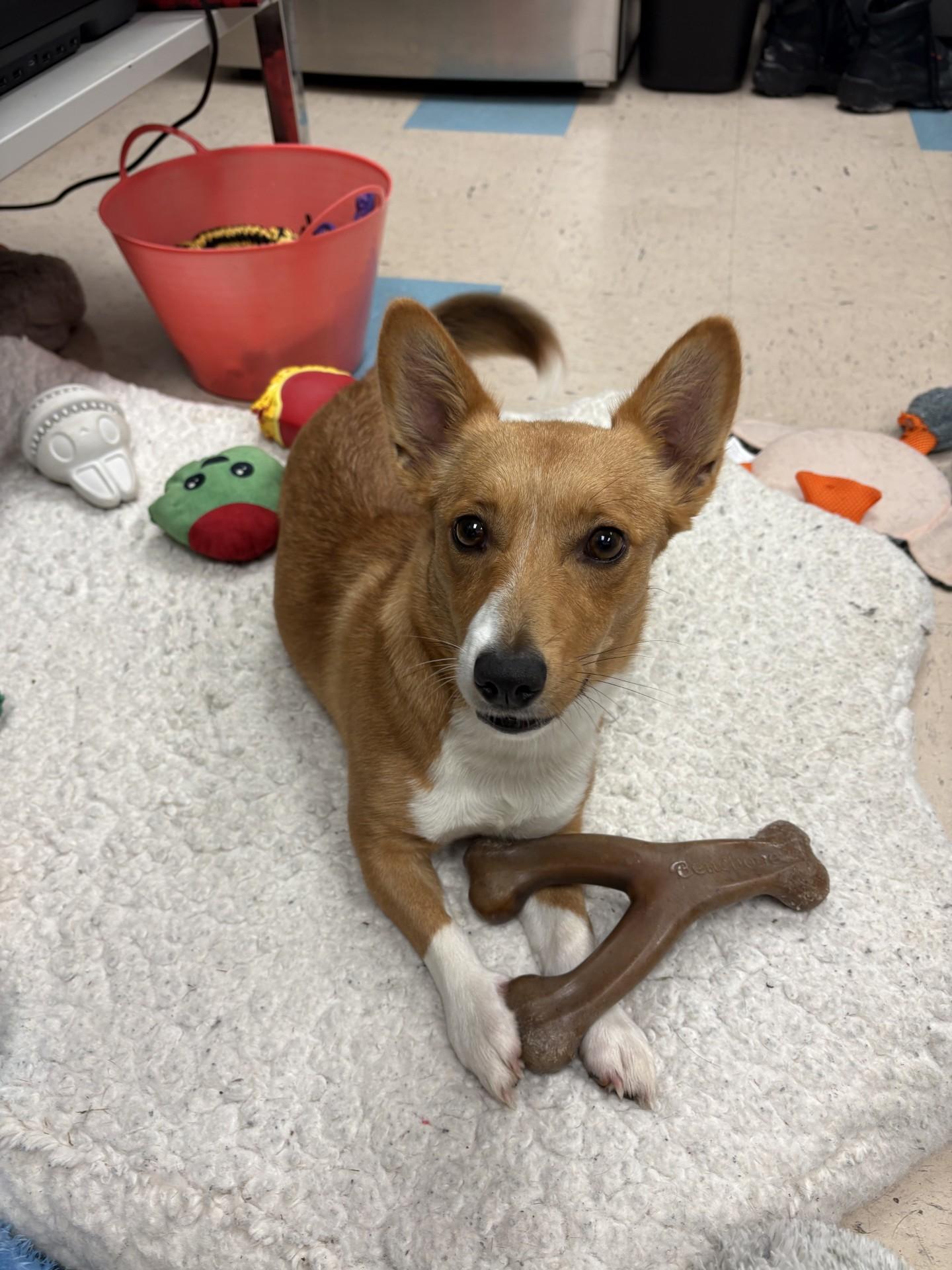 Petunia, a ADOPTABLE Cardigan Welsh Corgi in Ashland, VA image 5/5