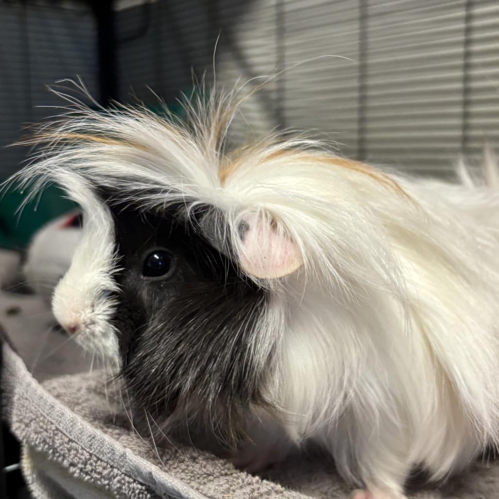 Enlarge Parsnip *Bonded w/ Sweet Potato*, a Adoptable mixed breed in Kennebunk, ME image 1/3