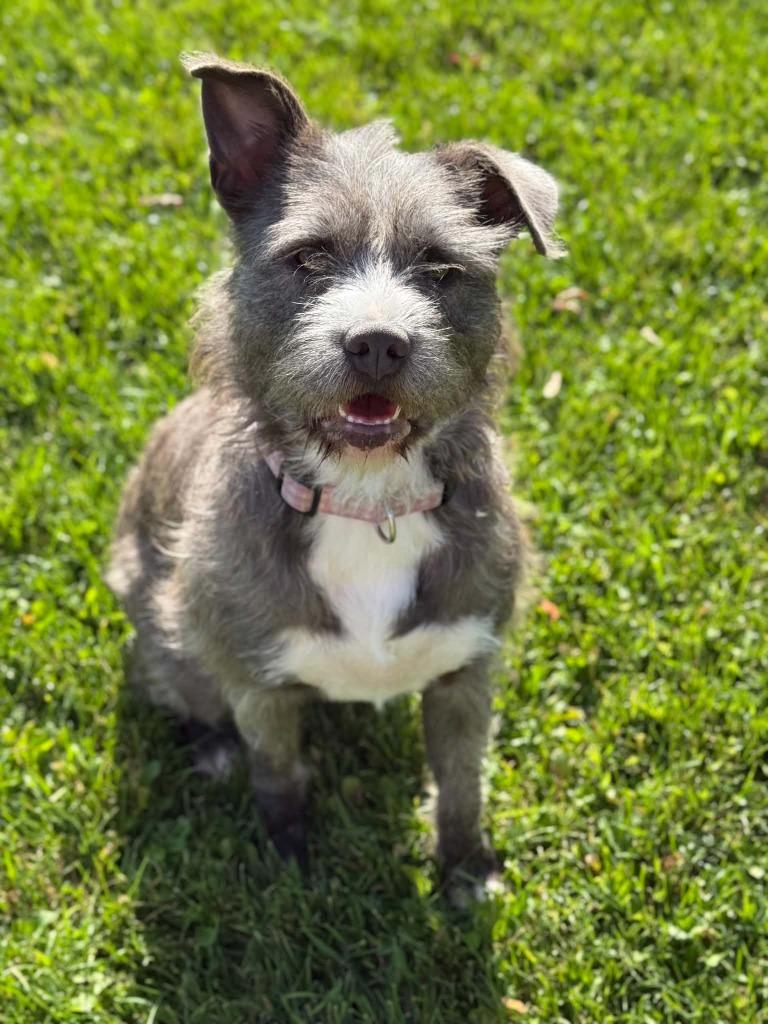 Lilo, Adoptable, Young Female Pit Bull Terrier & Terrier.