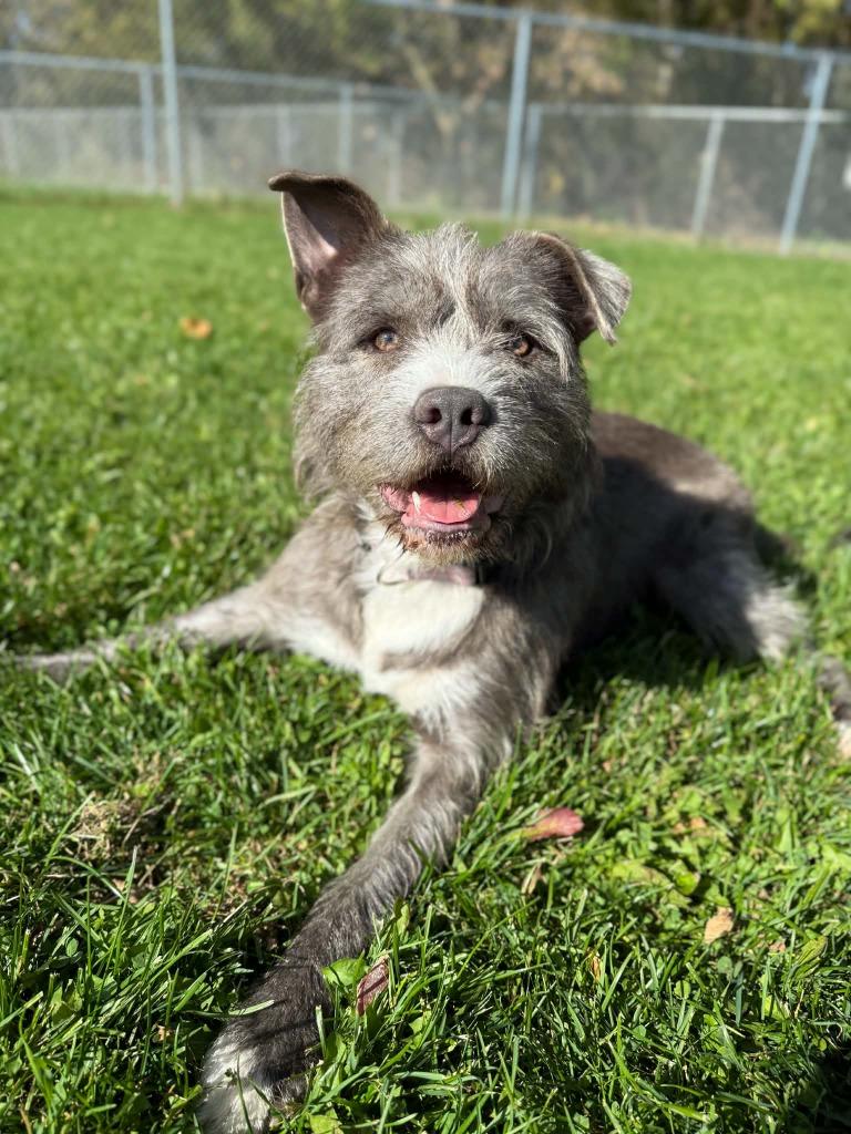 Enlarge Lilo, a Adoptable mixed breed in Viroqua, WI image 2/6