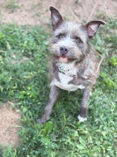 Enlarge Lilo, a Adoptable mixed breed in Viroqua, WI image 3/6