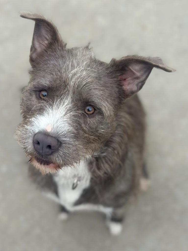 Enlarge Lilo, a Adoptable mixed breed in Viroqua, WI image 4/6
