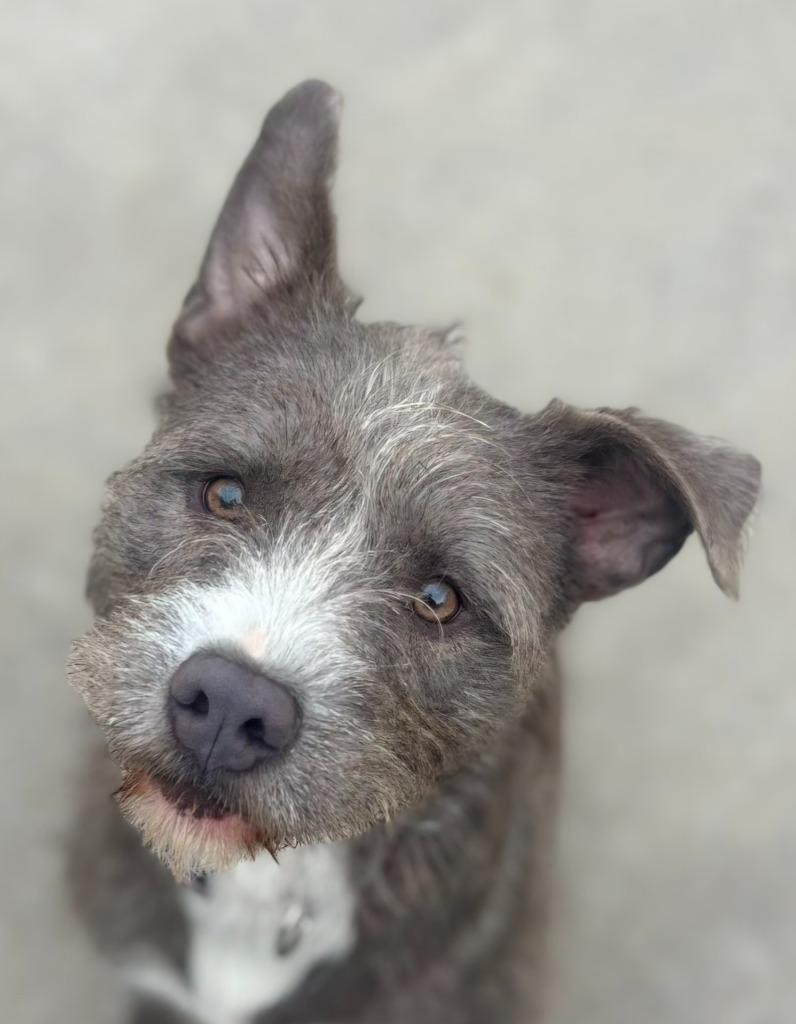 Enlarge Lilo, a Adoptable mixed breed in Viroqua, WI image 5/6