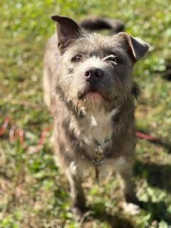 Enlarge Lilo, a Adoptable mixed breed in Viroqua, WI image 6/6