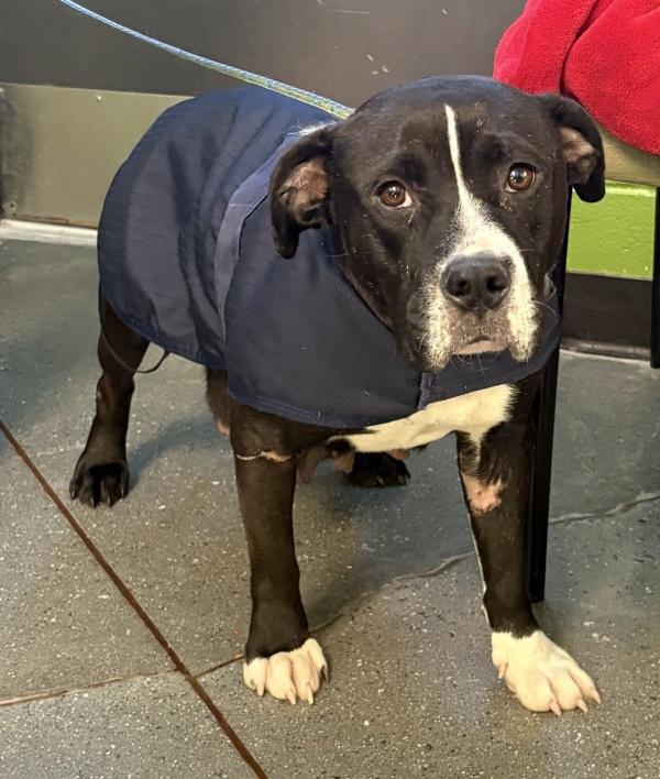 Pen 168 Miranda Hw+, Adoptable, Adult Female Pit Bull Terrier.