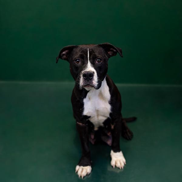 Pen 168 Miranda Hw+, a Adoptable mixed breed in Lawrenceville, GA image 6/6