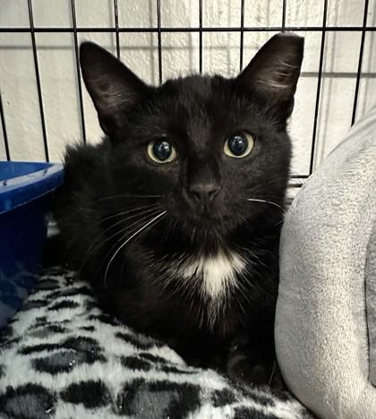 Jett, Adoptable, Young Male Domestic Short Hair.