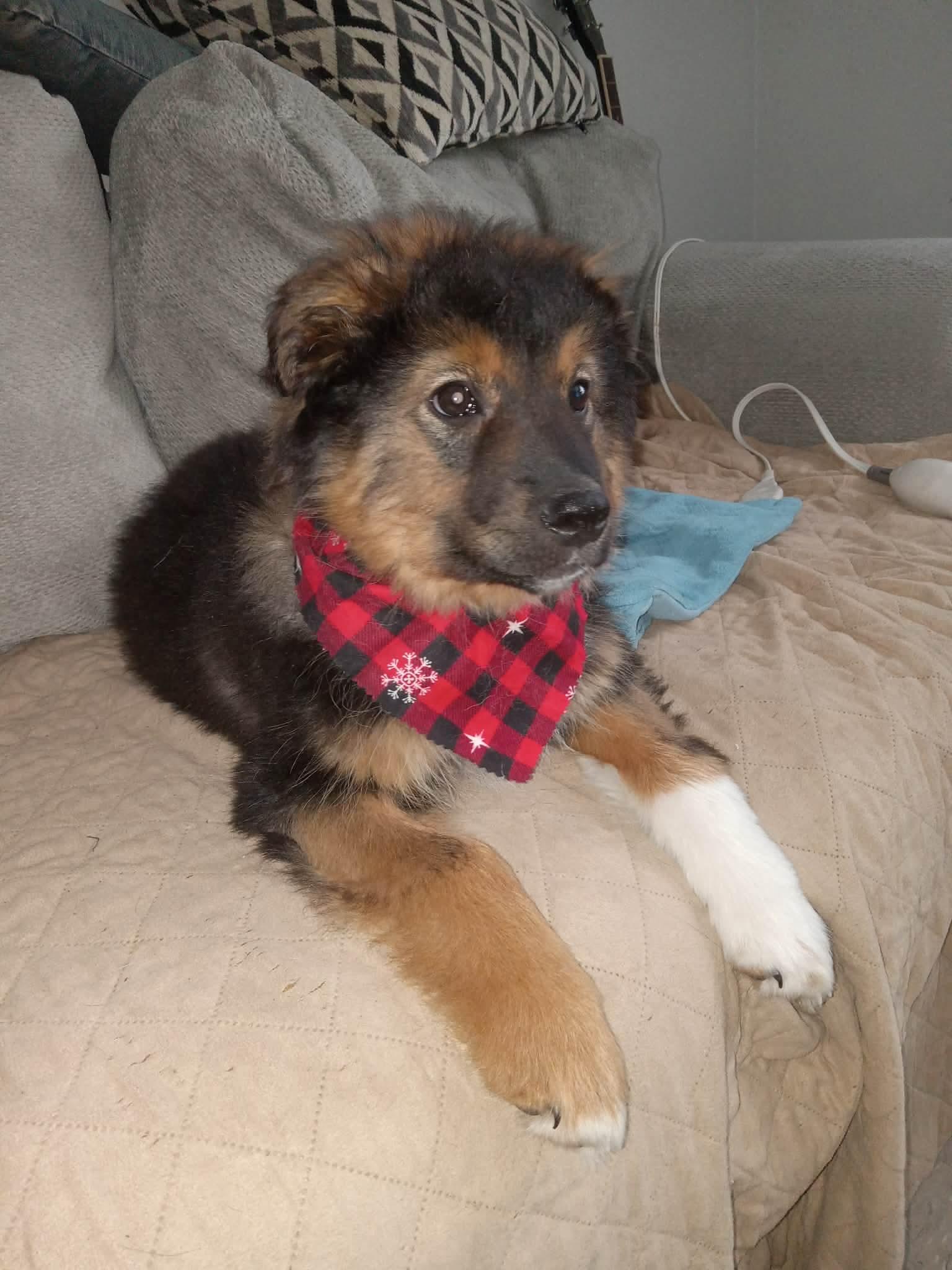 Enlarge Harry, an adopted mixed breed in Port Colborne , ON image 2/4