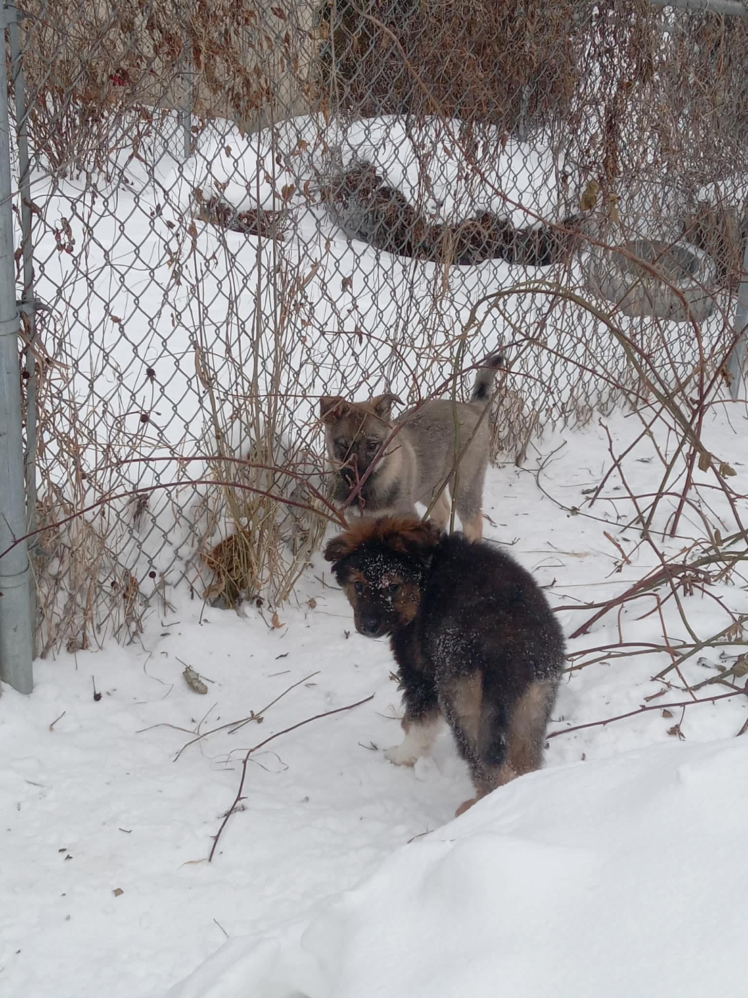 Enlarge Harry, an adopted mixed breed in Port Colborne , ON image 4/4
