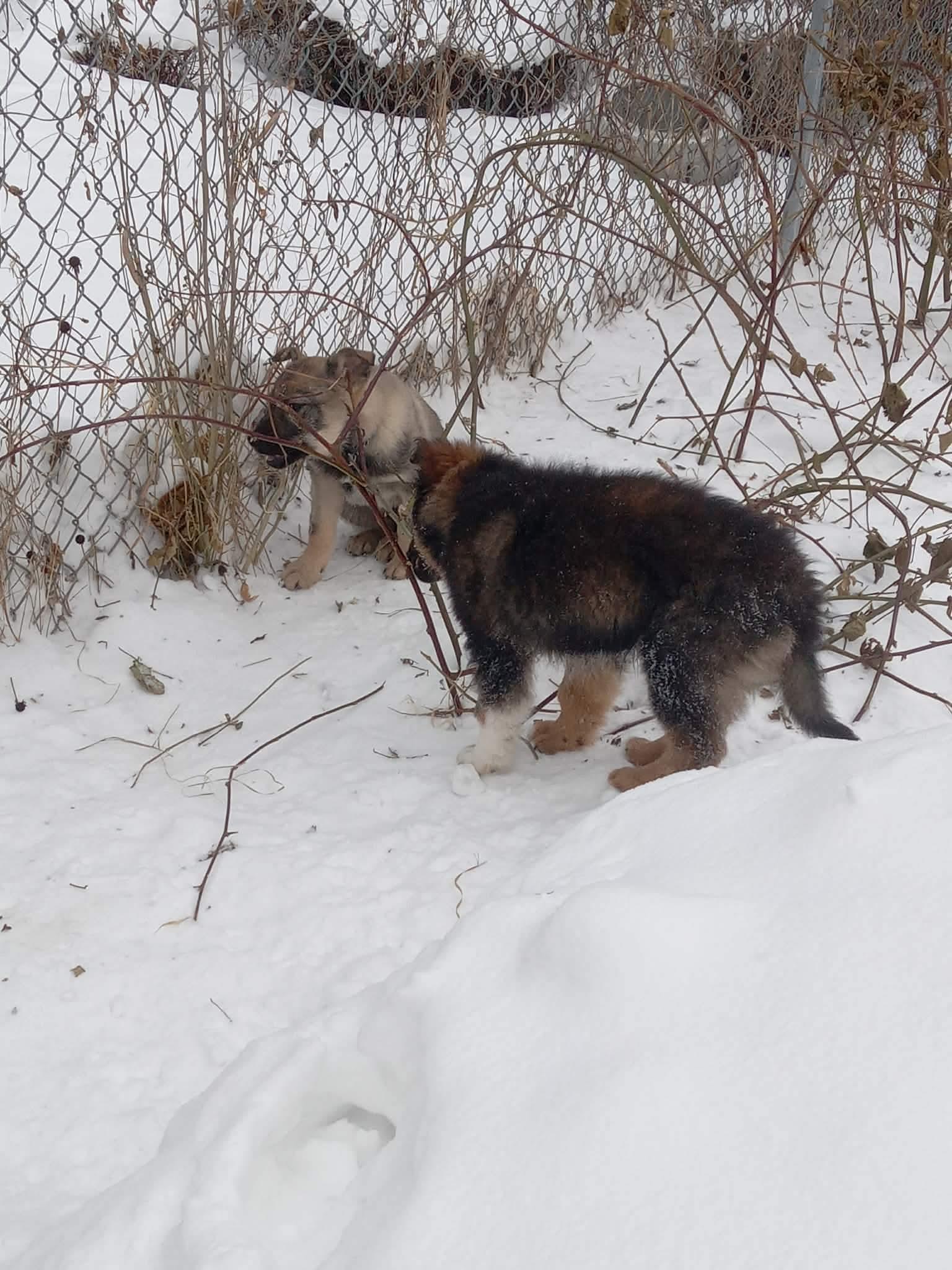 Enlarge Harry, an adopted mixed breed in Port Colborne , ON image 3/4