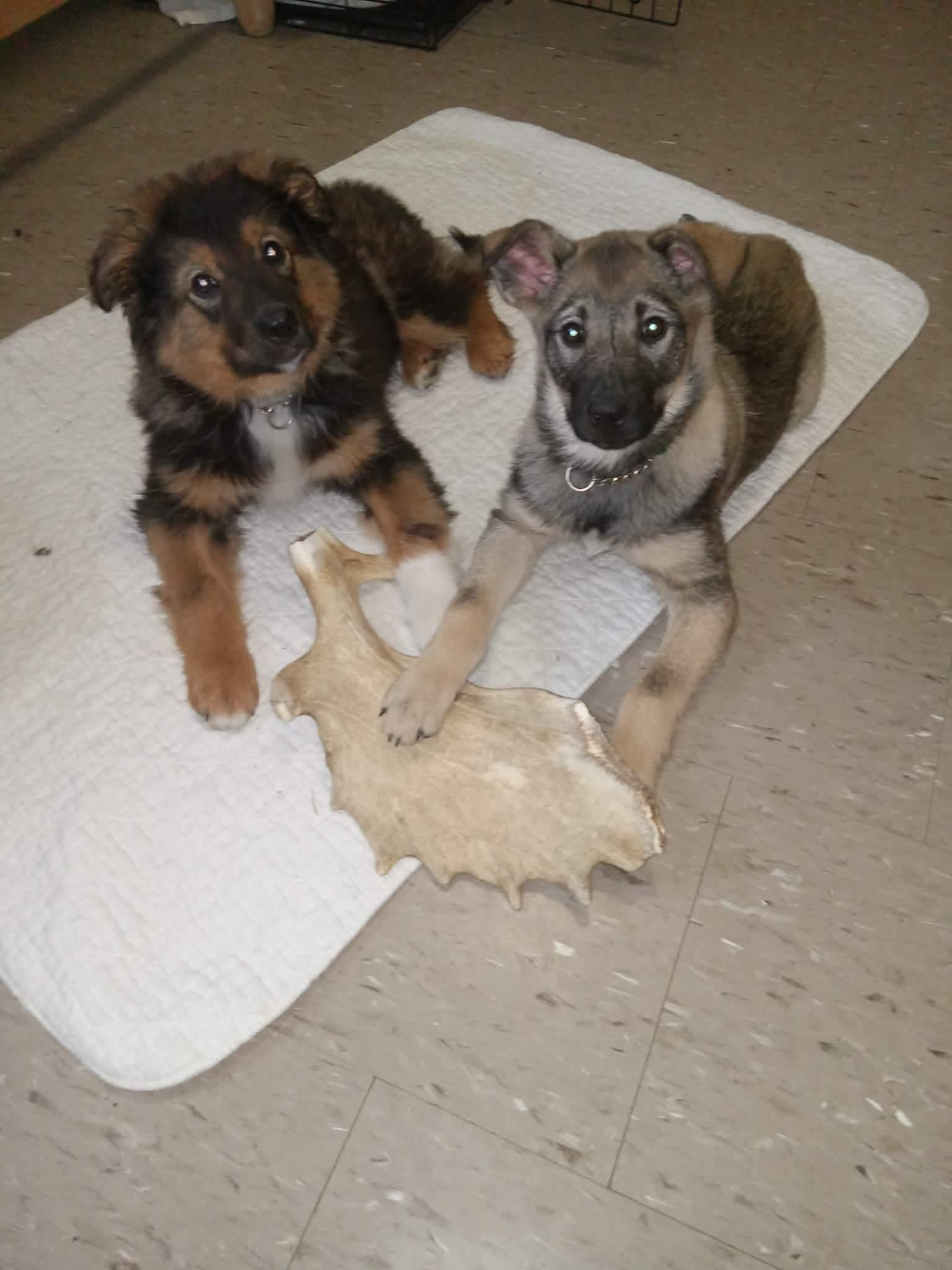 Harry, adopted, Puppy Male Australian Shepherd & Norwegian Elkhound.