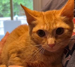 Ellie, Adult Female unknown