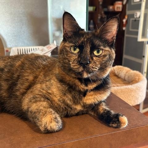 Enlarge Mia, a Adoptable Domestic Short Hair in East Brunswick, NJ image 3/5