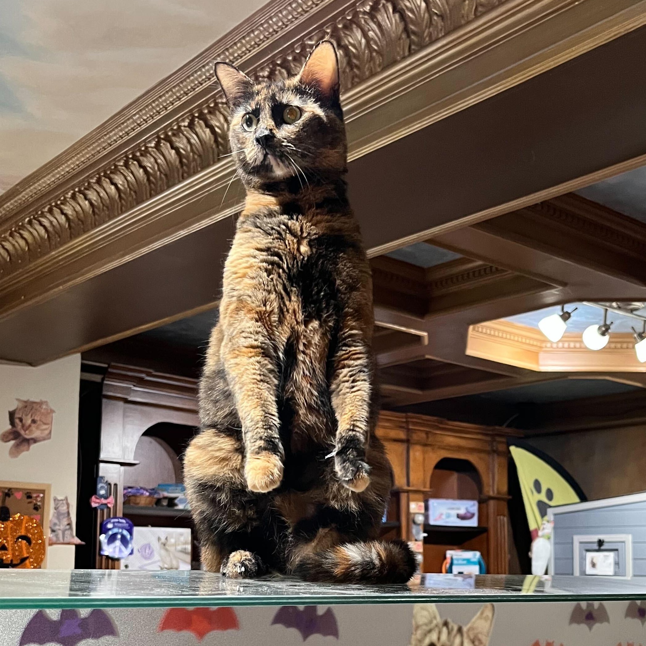 Enlarge Mia, a Adoptable Domestic Short Hair in East Brunswick, NJ image 5/5