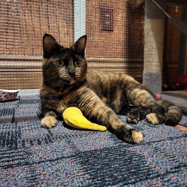 Enlarge Mia, a Adoptable Domestic Short Hair in East Brunswick, NJ image 1/5