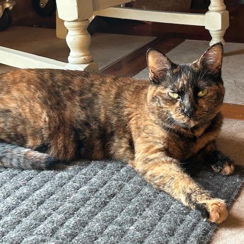 Enlarge Mia, a Adoptable Domestic Short Hair in East Brunswick, NJ image 4/5