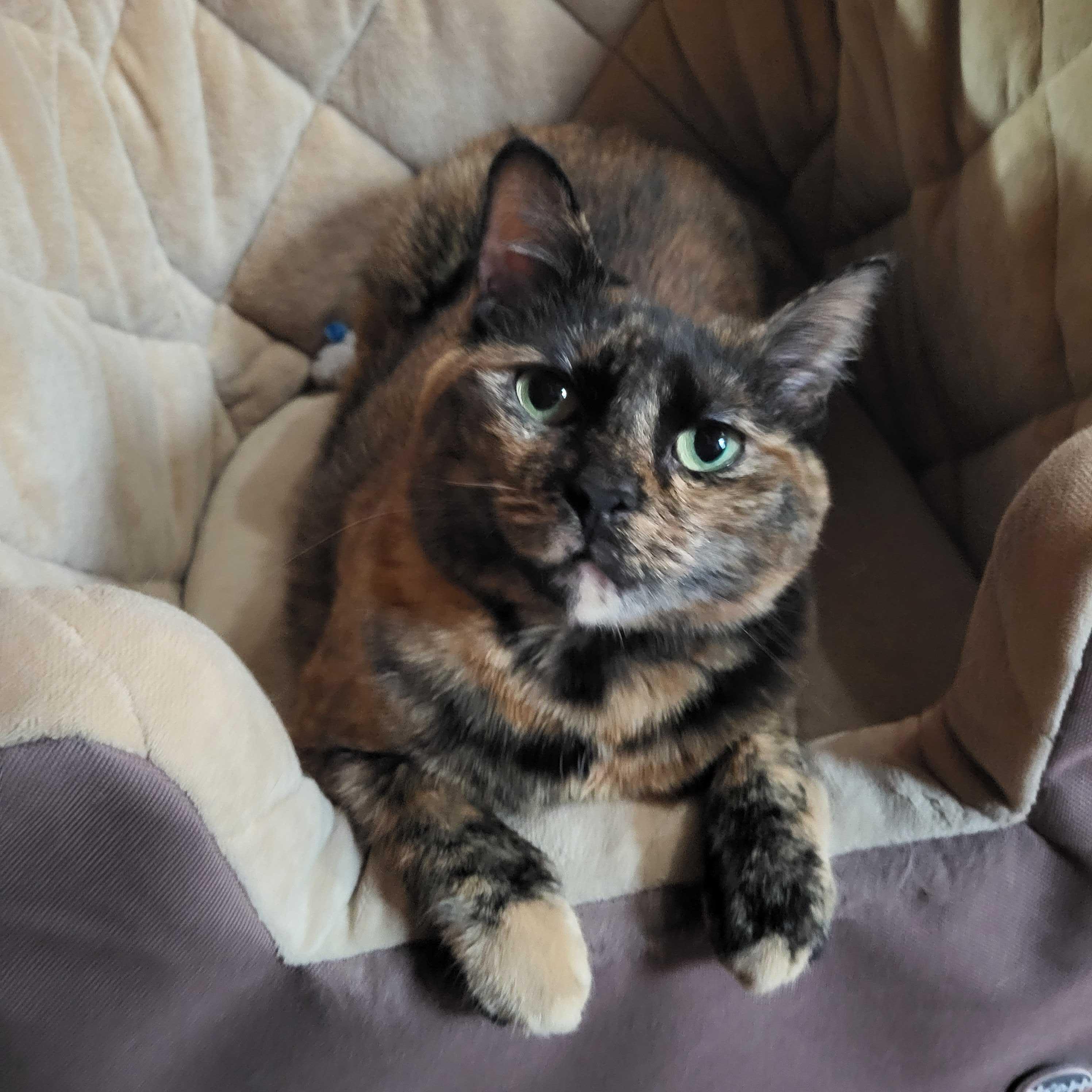 Enlarge Mia, a Adoptable Domestic Short Hair in East Brunswick, NJ image 1/6