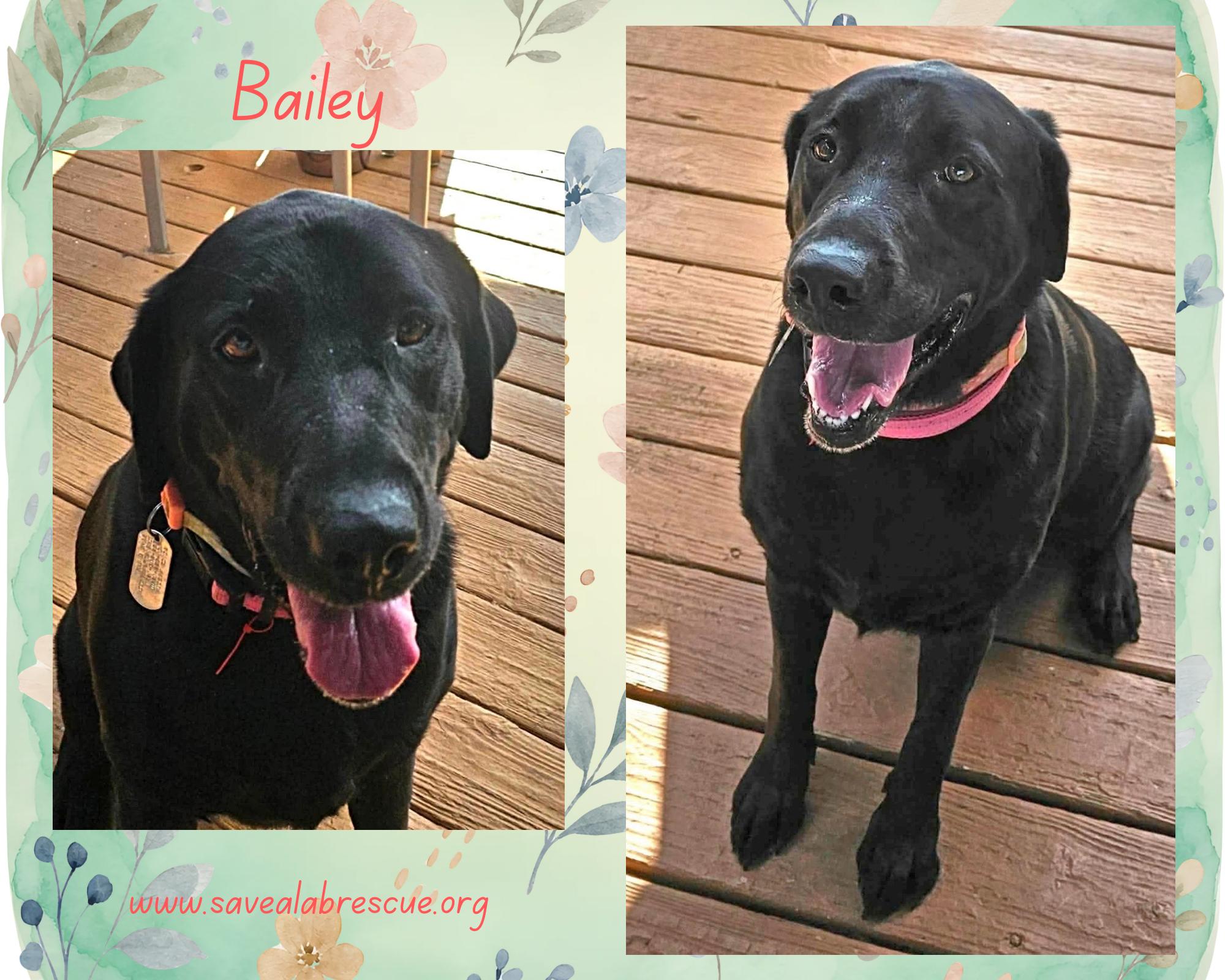 Enlarge Bailey, a ADOPTABLE mixed breed in Middletown, RI image 1/1
