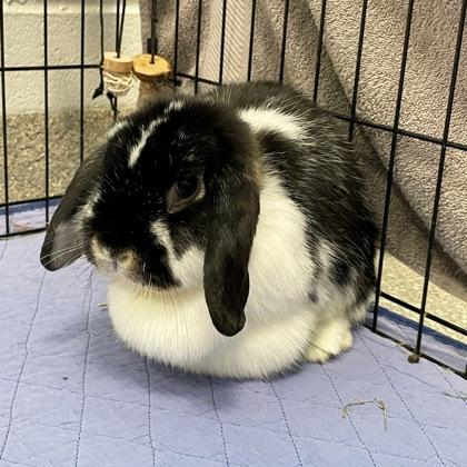 Enlarge Patina (Bonded), a Adoptable Lop Eared in Wheaton, IL image 2/2