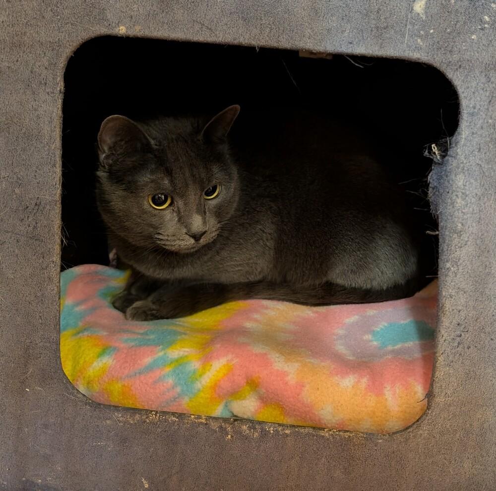 Blue Bell, Adoptable, Adult Female Russian Blue.