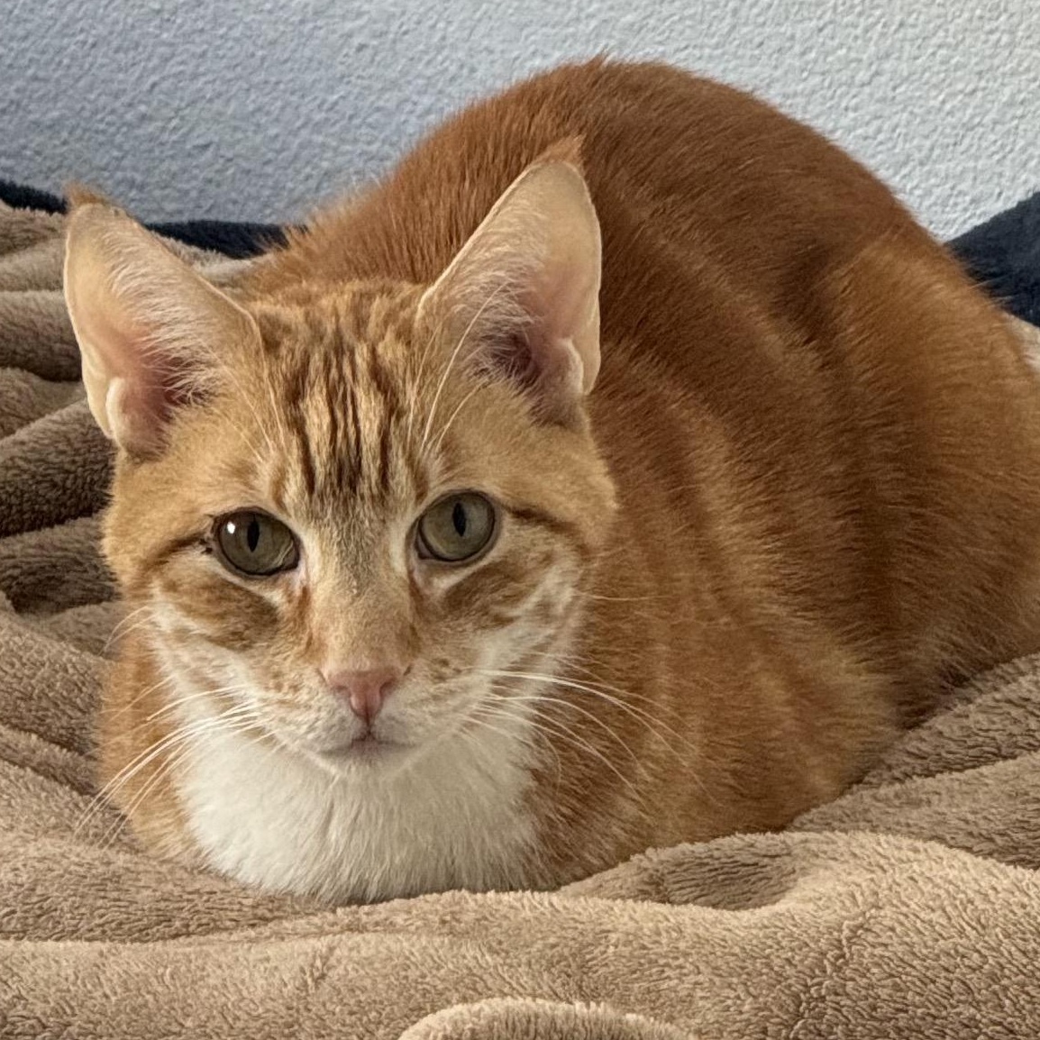 Enlarge Orion, a ADOPTABLE Domestic Short Hair in San Diego, CA image 1/3