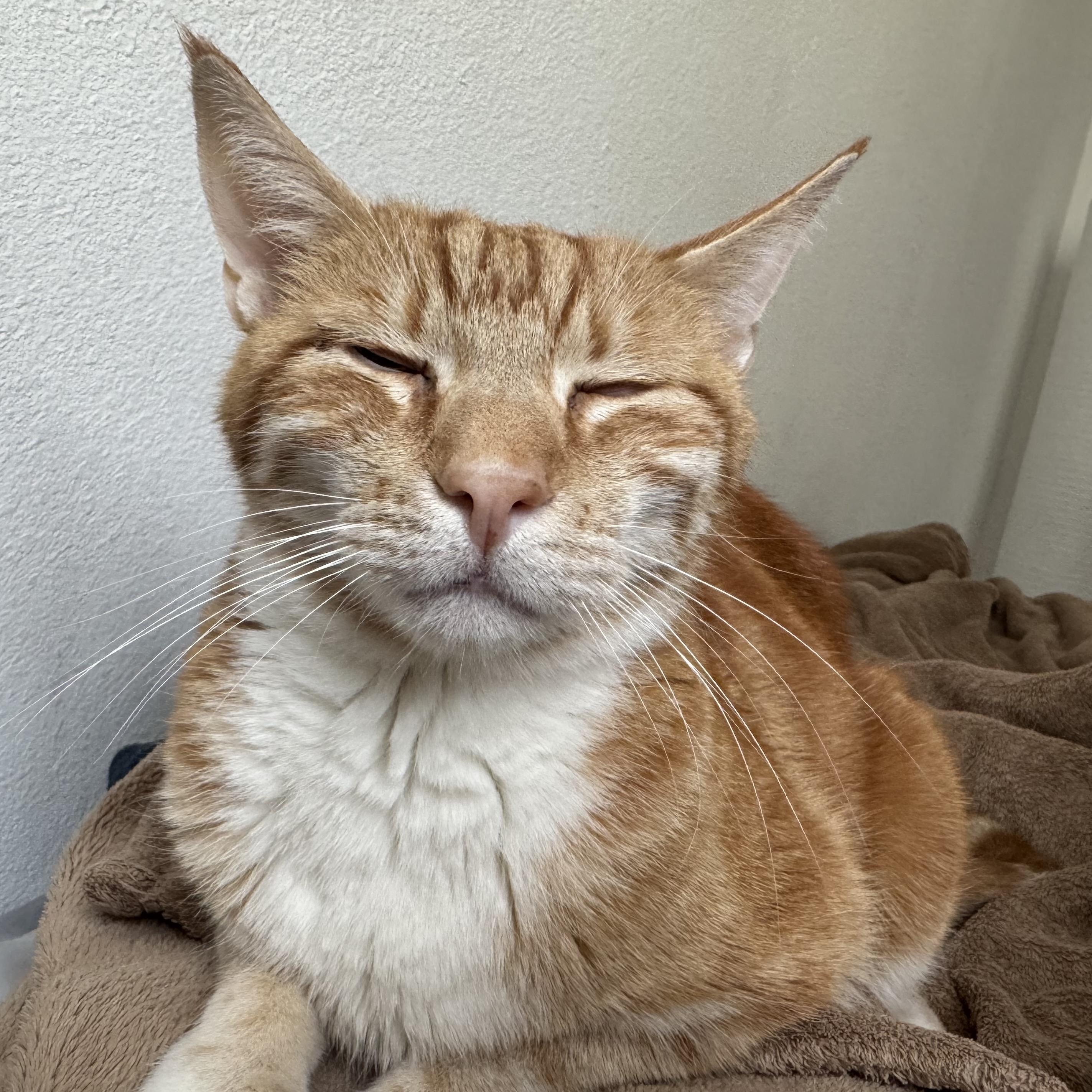 Enlarge Orion, a ADOPTABLE Domestic Short Hair in San Diego, CA image 3/3